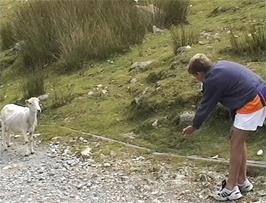Daniel, one of the stay-near-the-hostel brigade, tries to befriend an animal again like he did last year - he seems to have lost the knack